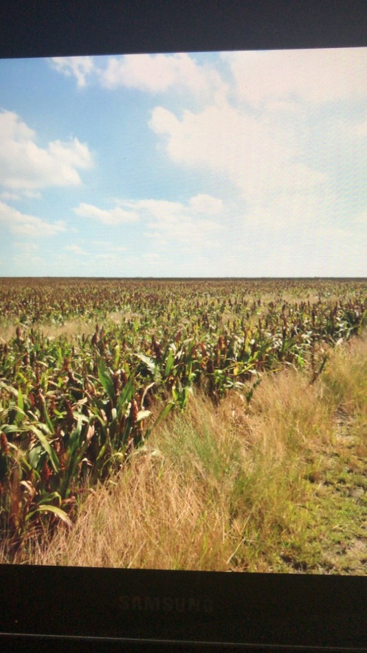 Bandera Santiago del Estero 430 Has Agricolas - Financiacion