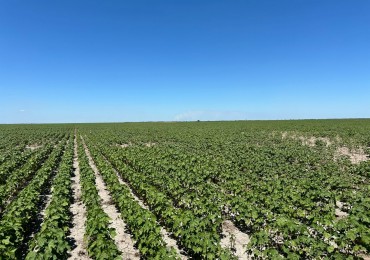 Pampayasta Campo Agricola 90 Has Financiacion